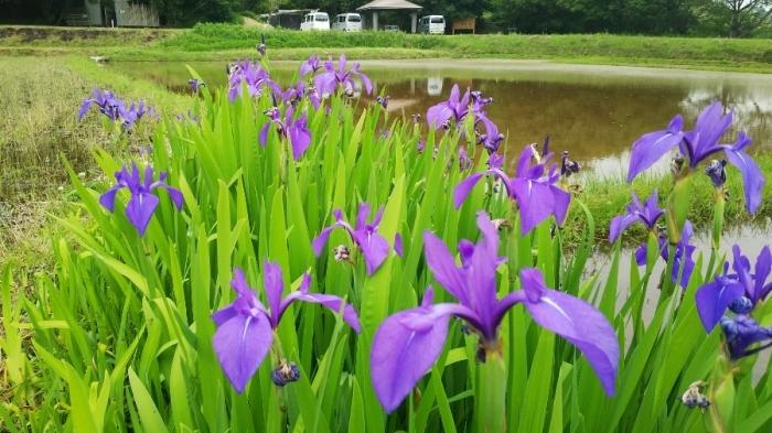 カキツバタ